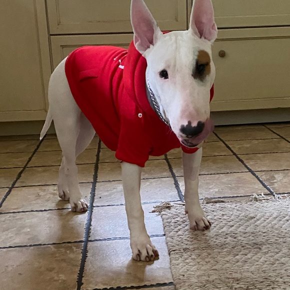 Silver Paw Soft Doggy Sweater - Picture 11 of 15